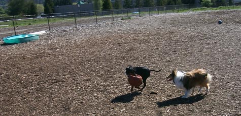 Watsonville Dog Park
